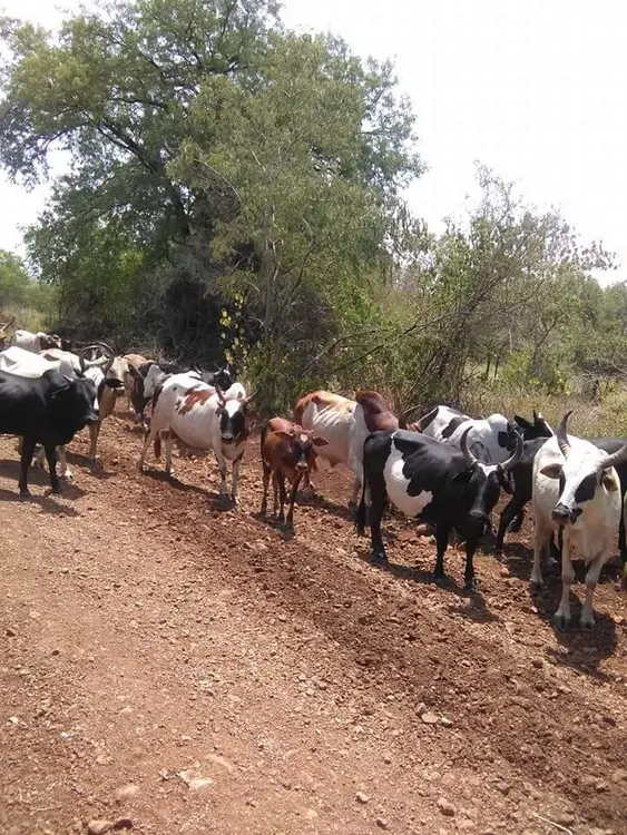 meen cattles